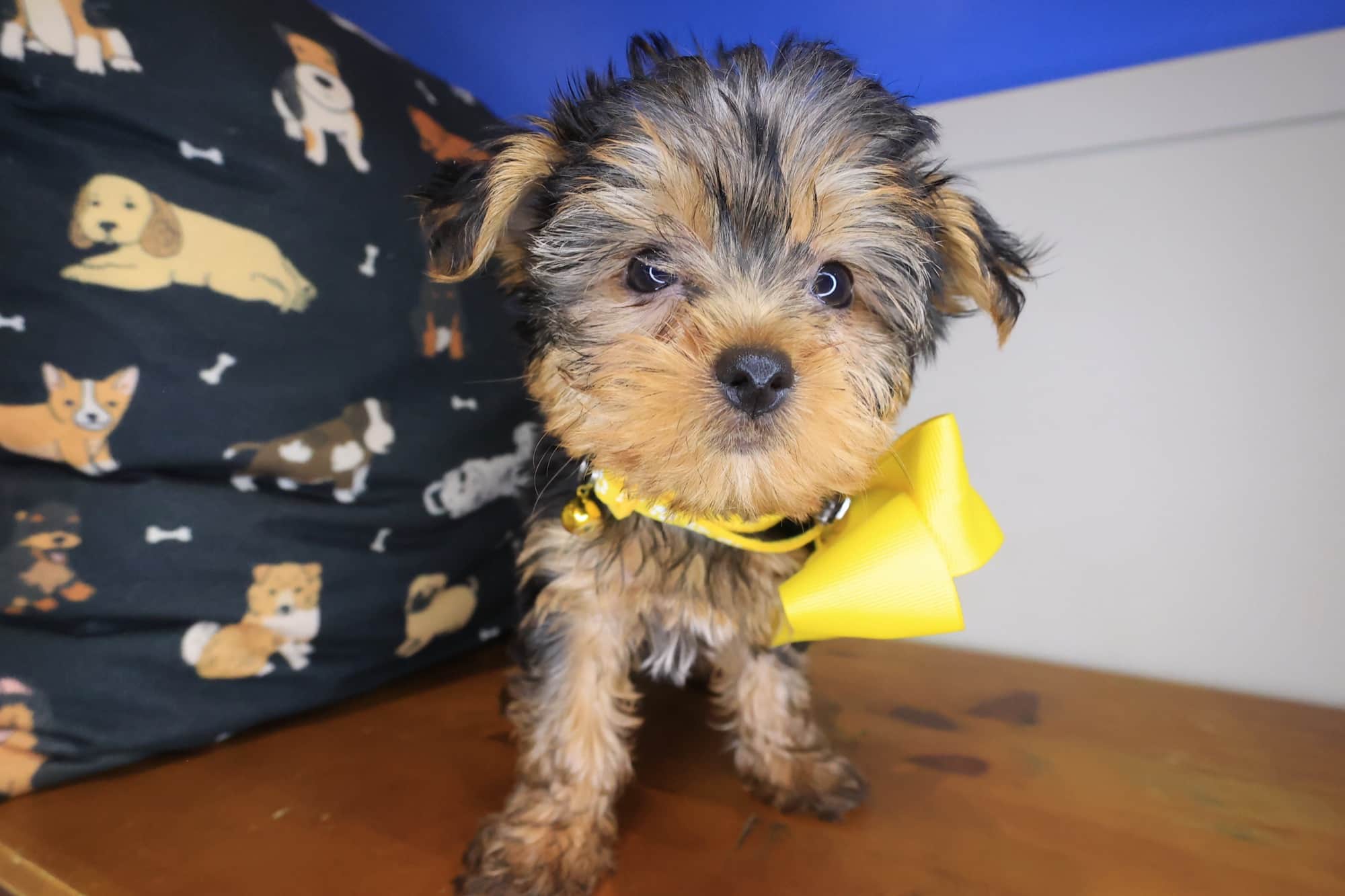 Tina, Yorkshire Terrier puppy