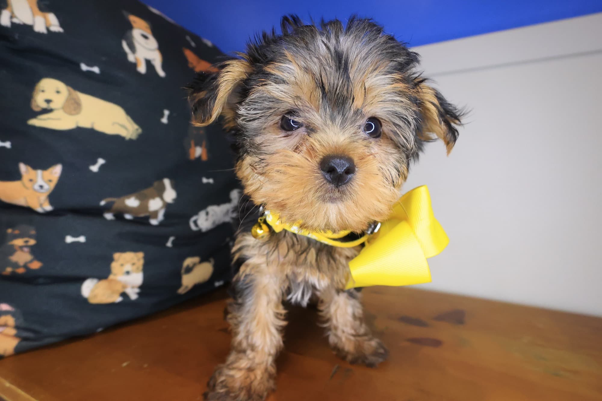 Tina, Yorkshire Terrier puppy