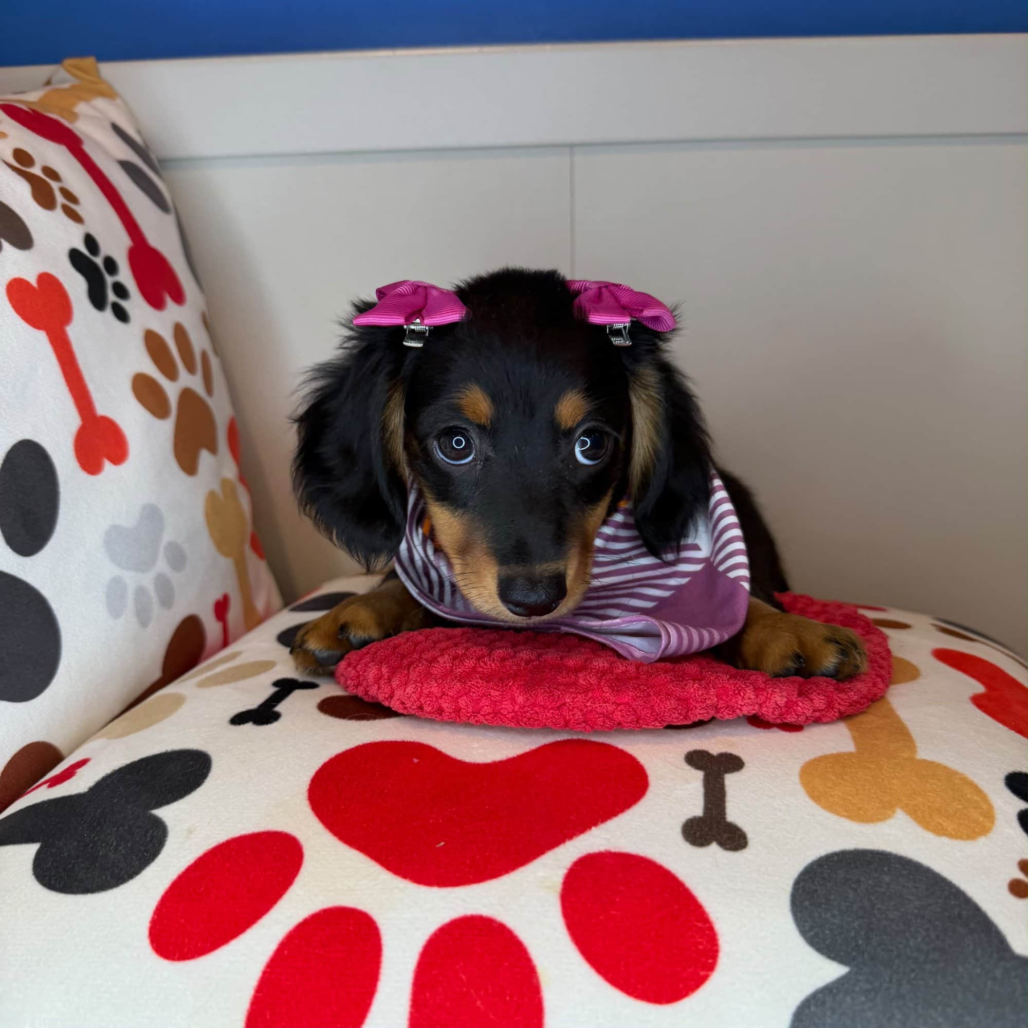 Lobelia, Dachshund puppy