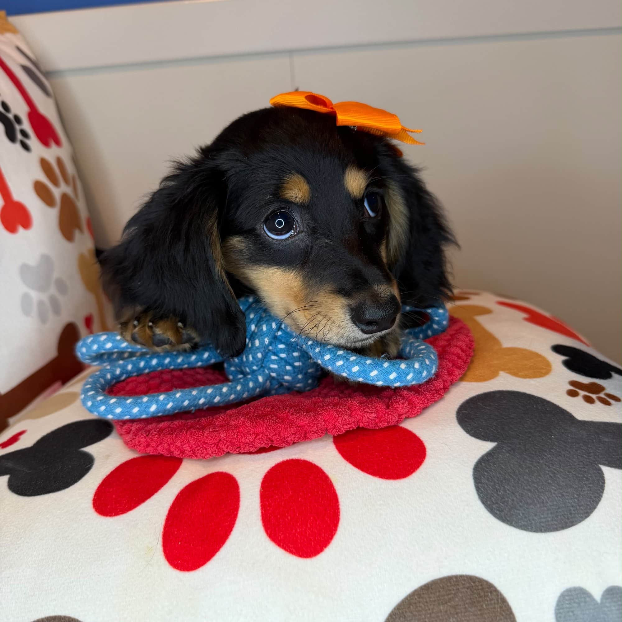 Dallas, Dachshund puppy