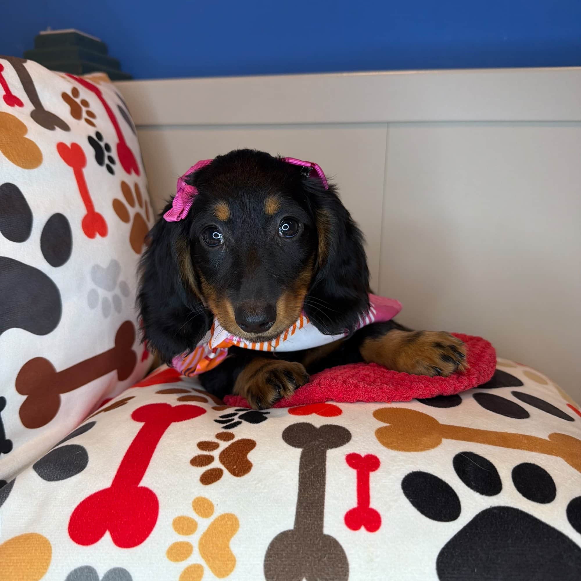 Sierra, Dachshund puppy