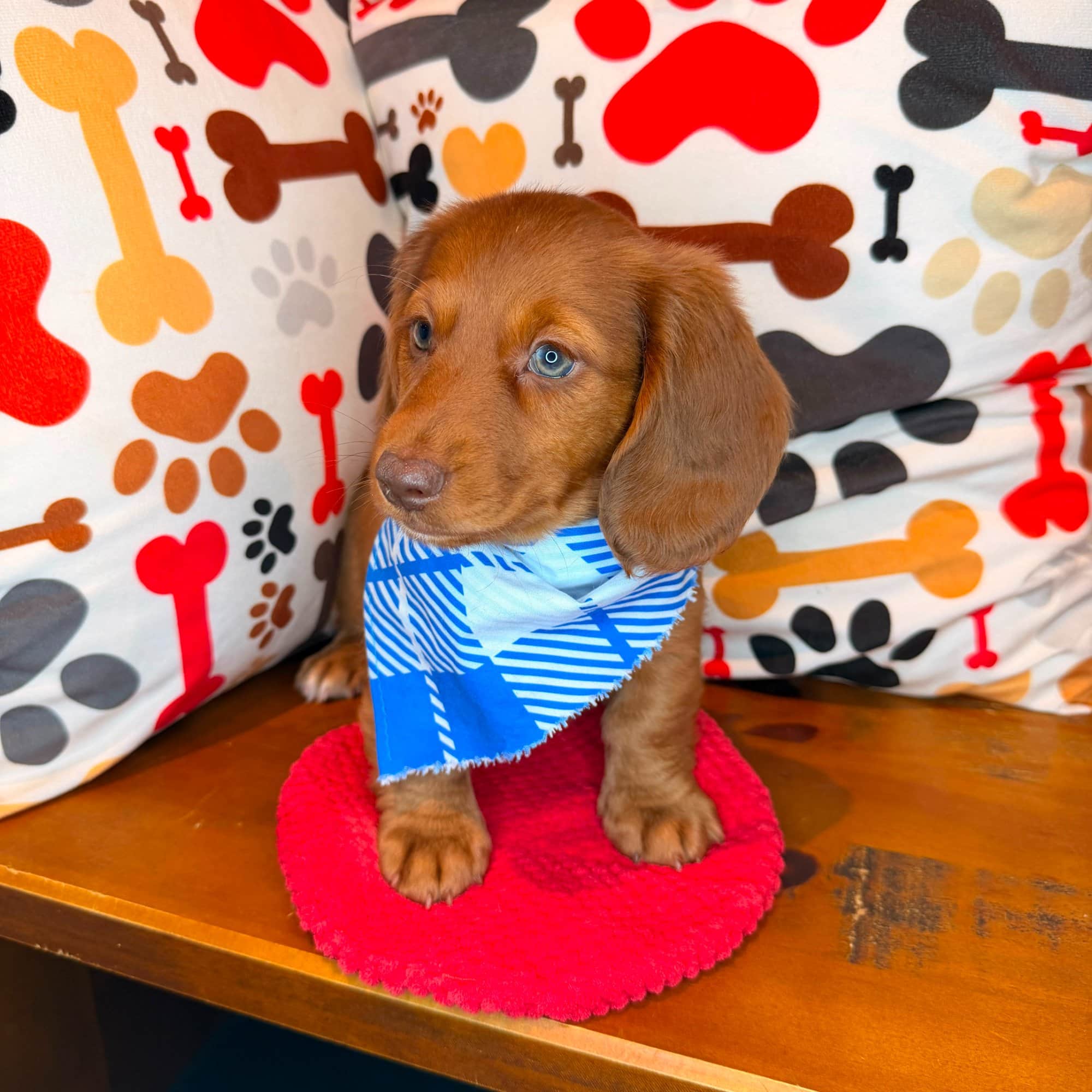 Finnigan, Dachshund puppy