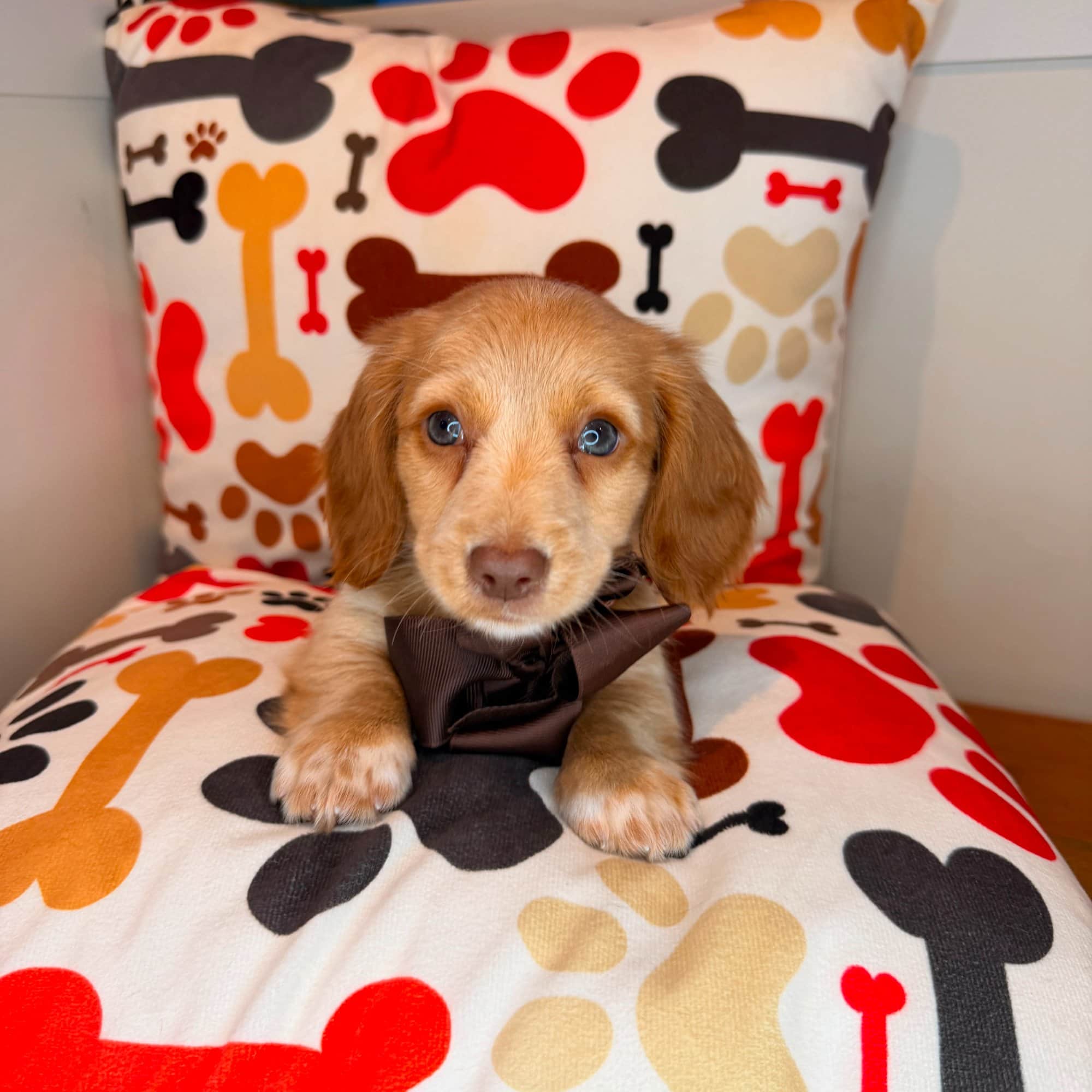 Putty, Dachshund puppy