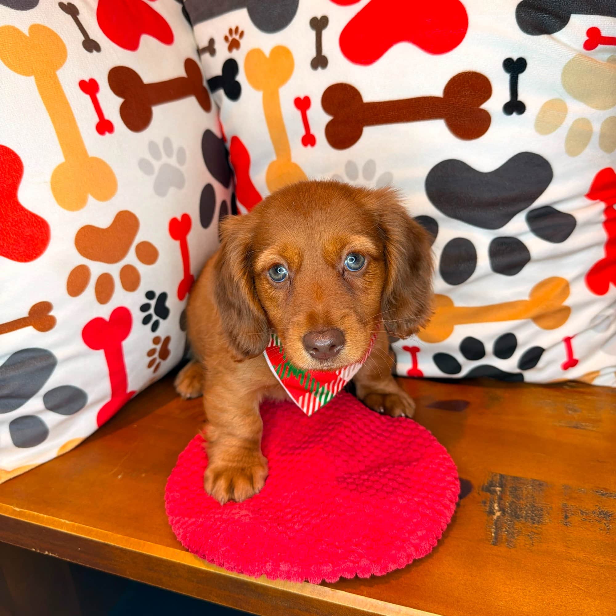 Foster, Dachshund puppy