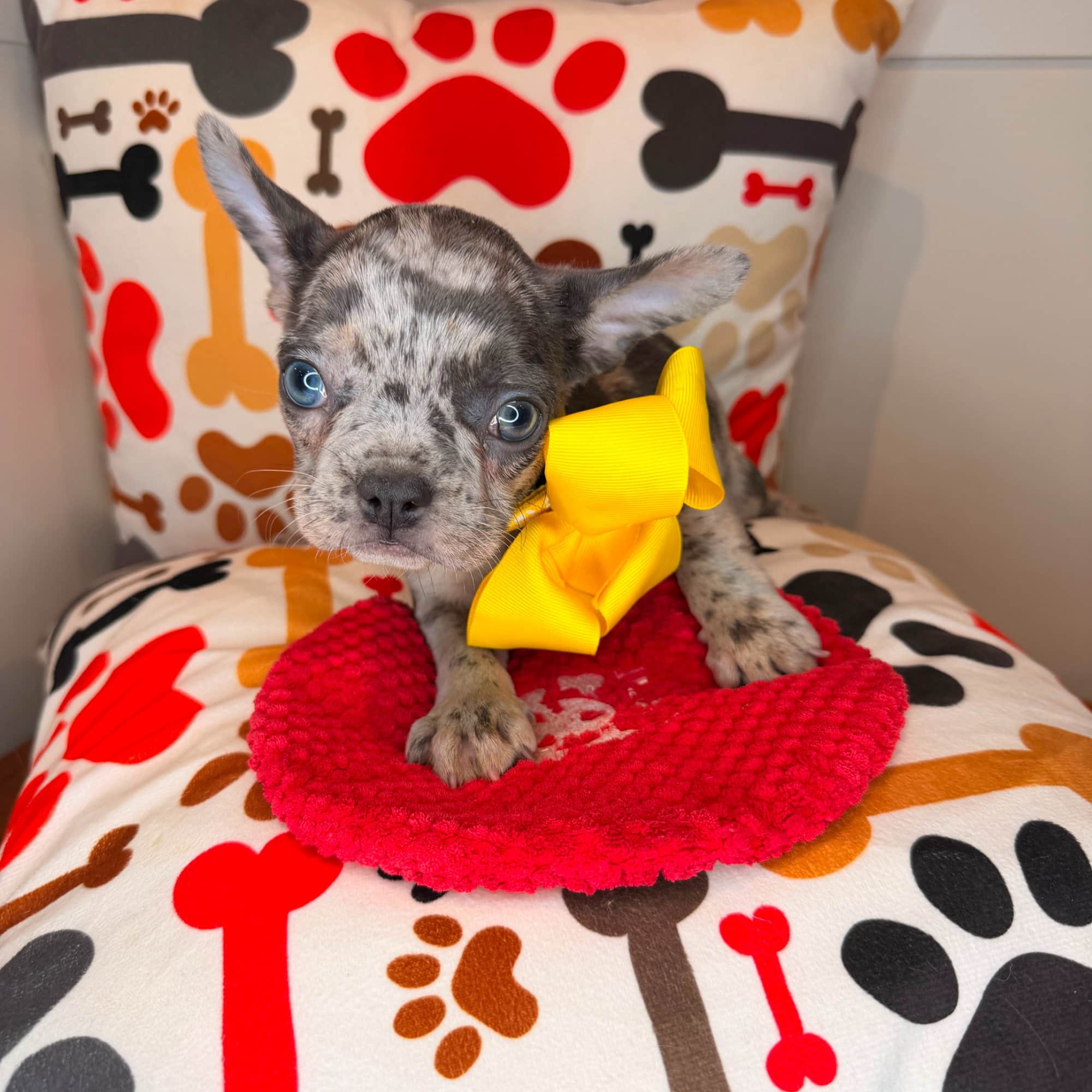 Dior, French Bulldog puppy