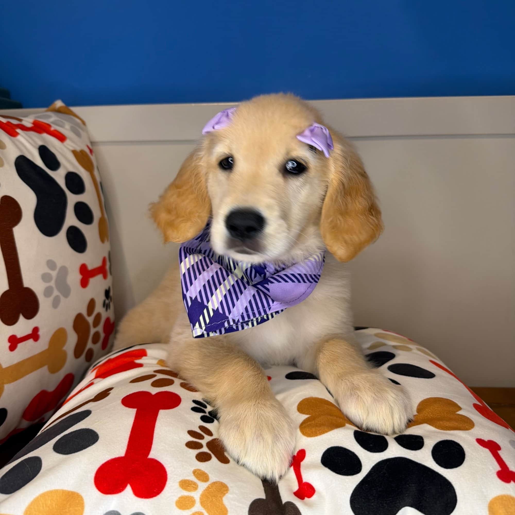 Jessica, Golden Retriever puppy