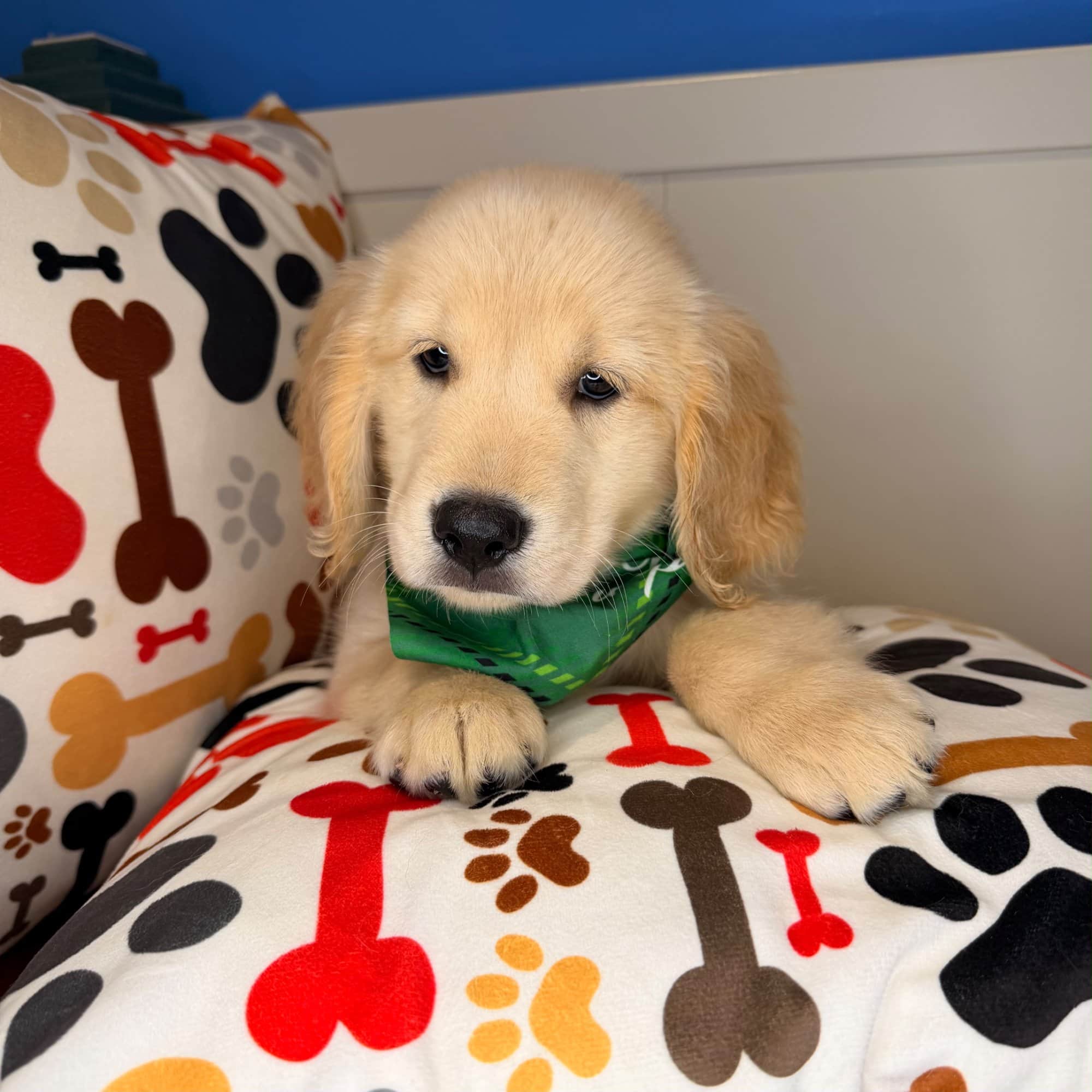 Gabriel, Golden Retriever puppy