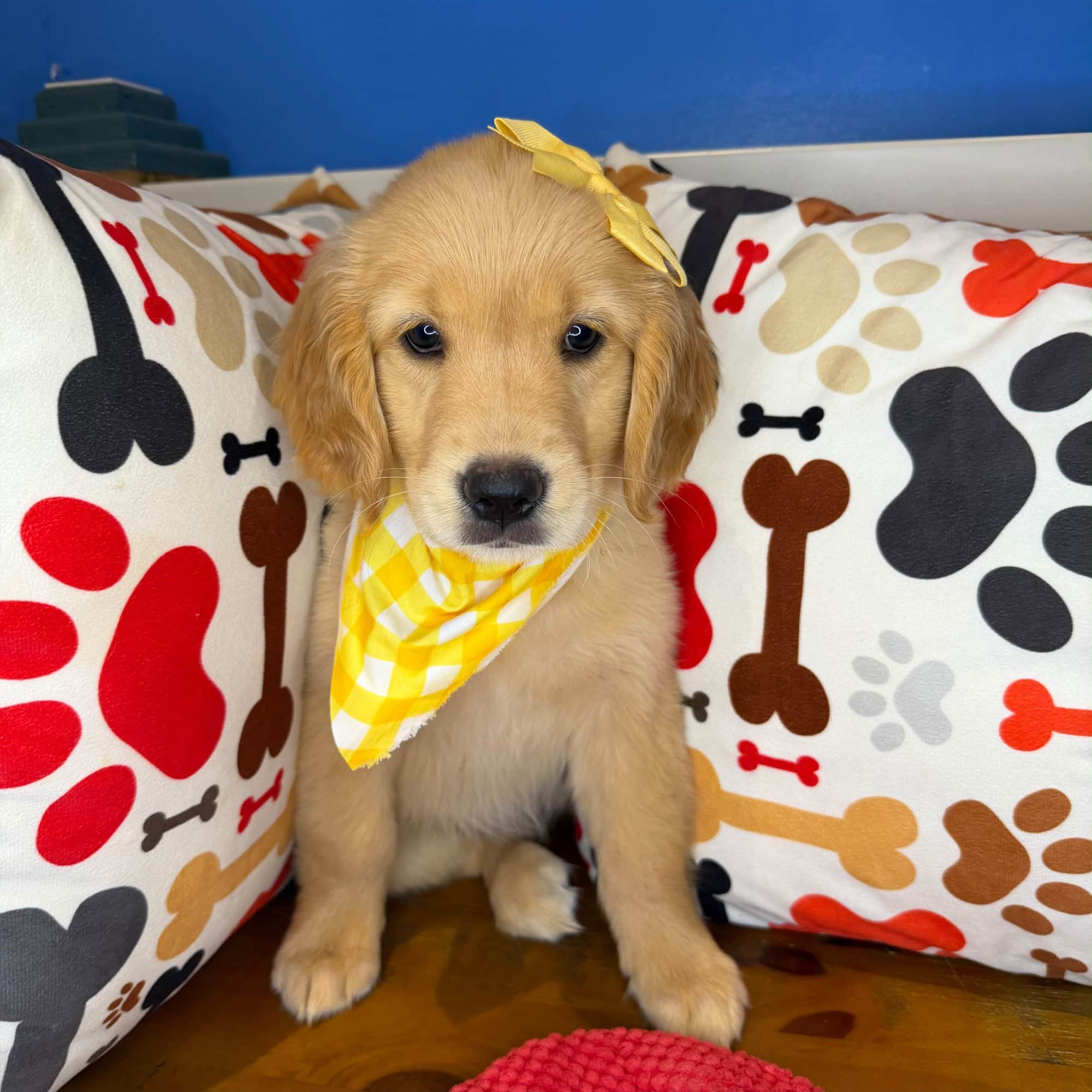 Tiana, Golden Retriever puppy