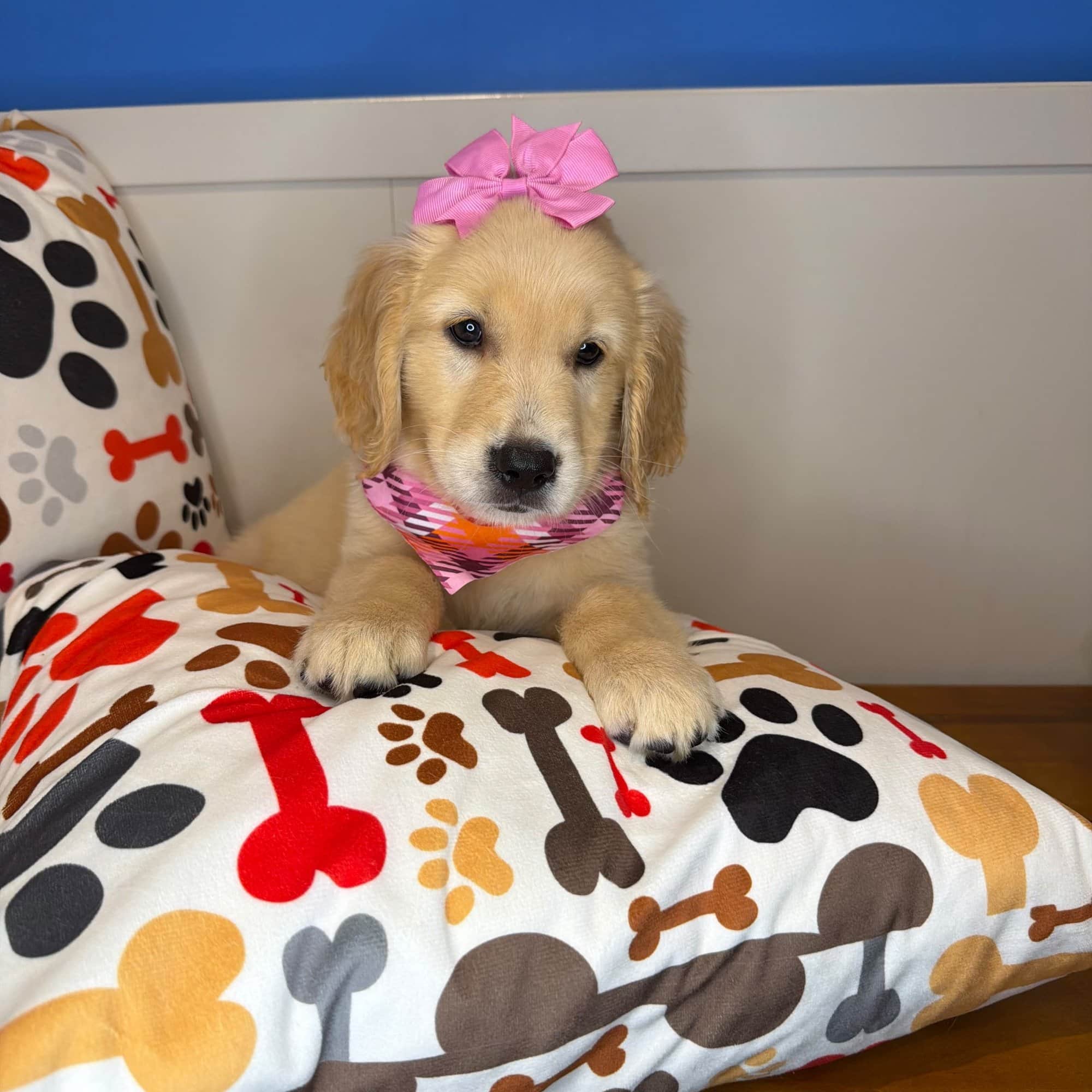 Clarisa, Golden Retriever puppy
