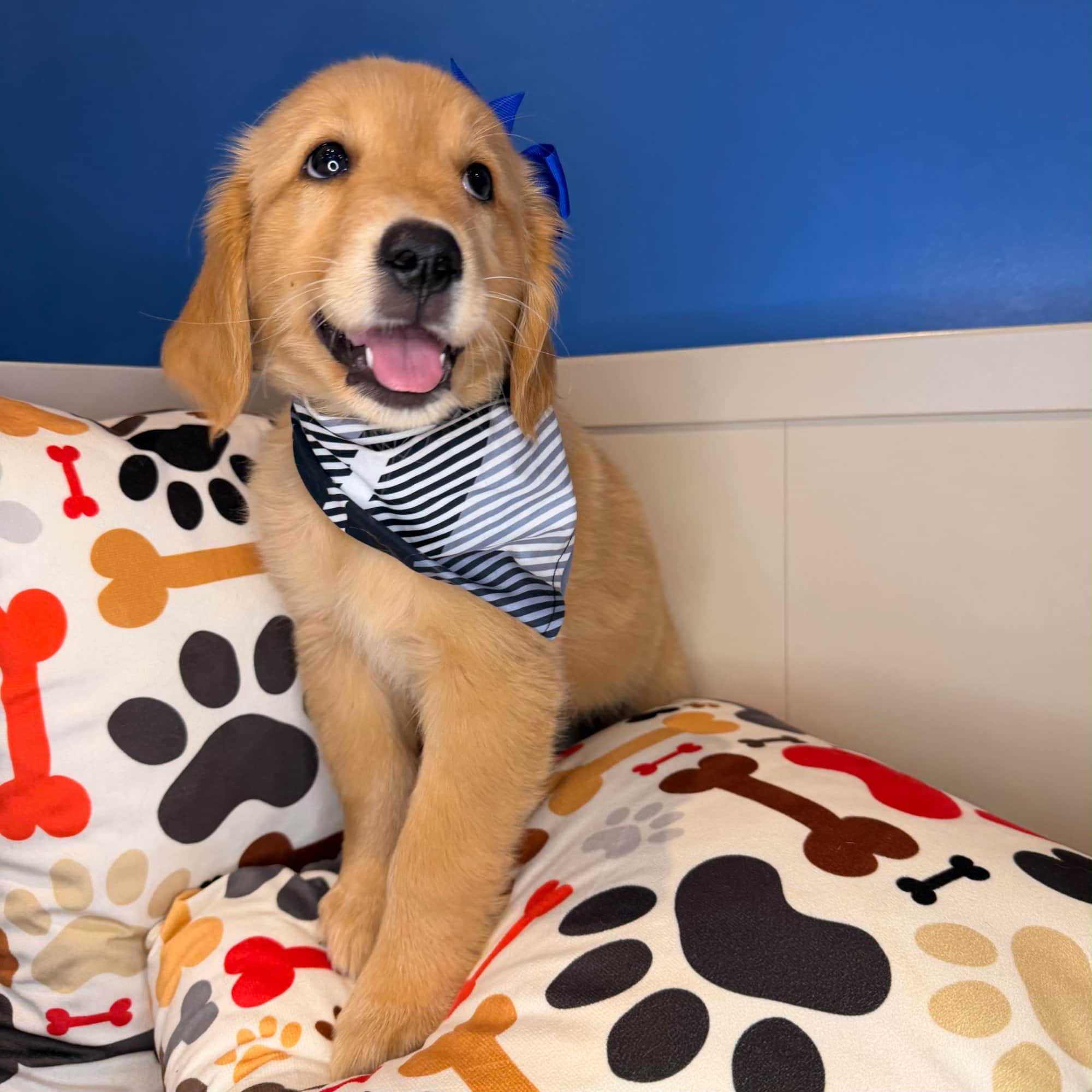 Oakley, Golden Retriever puppy