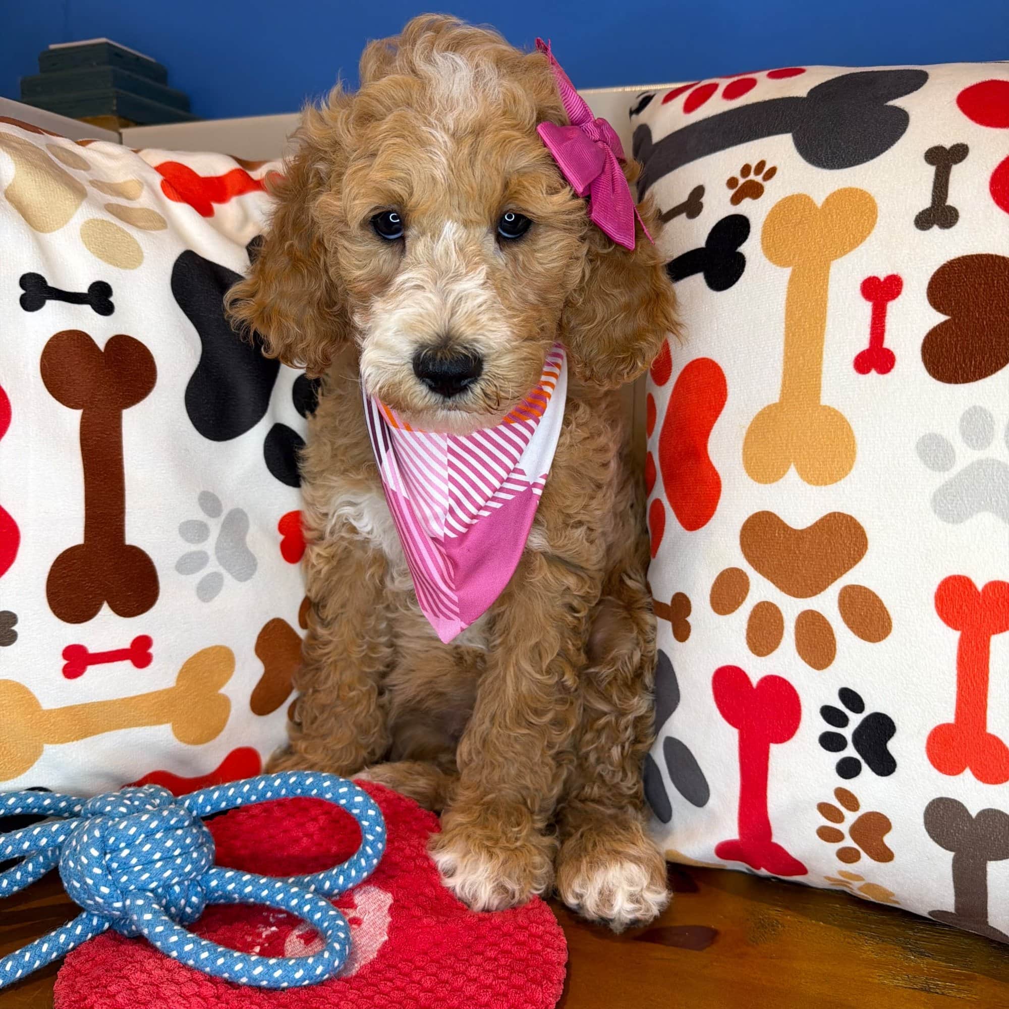 Jelly, Goldendoodle puppy