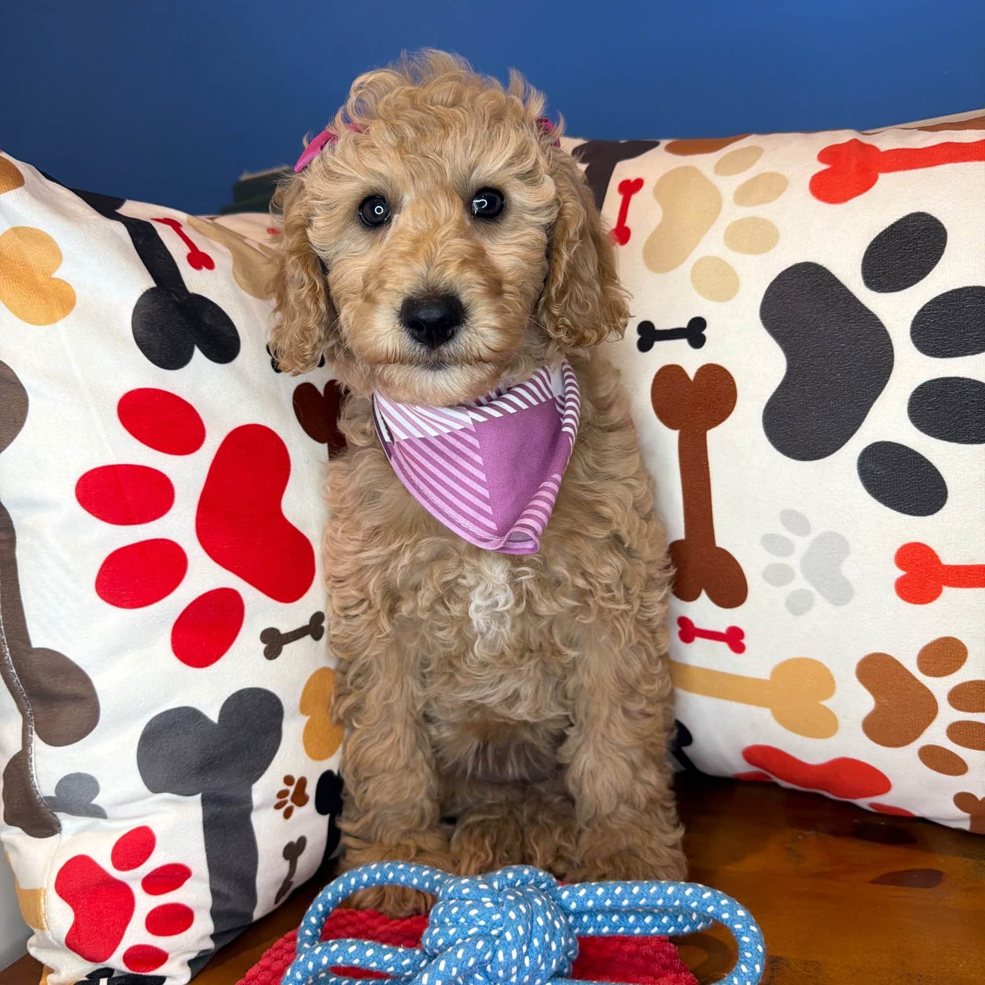 Majest, Goldendoodle puppy