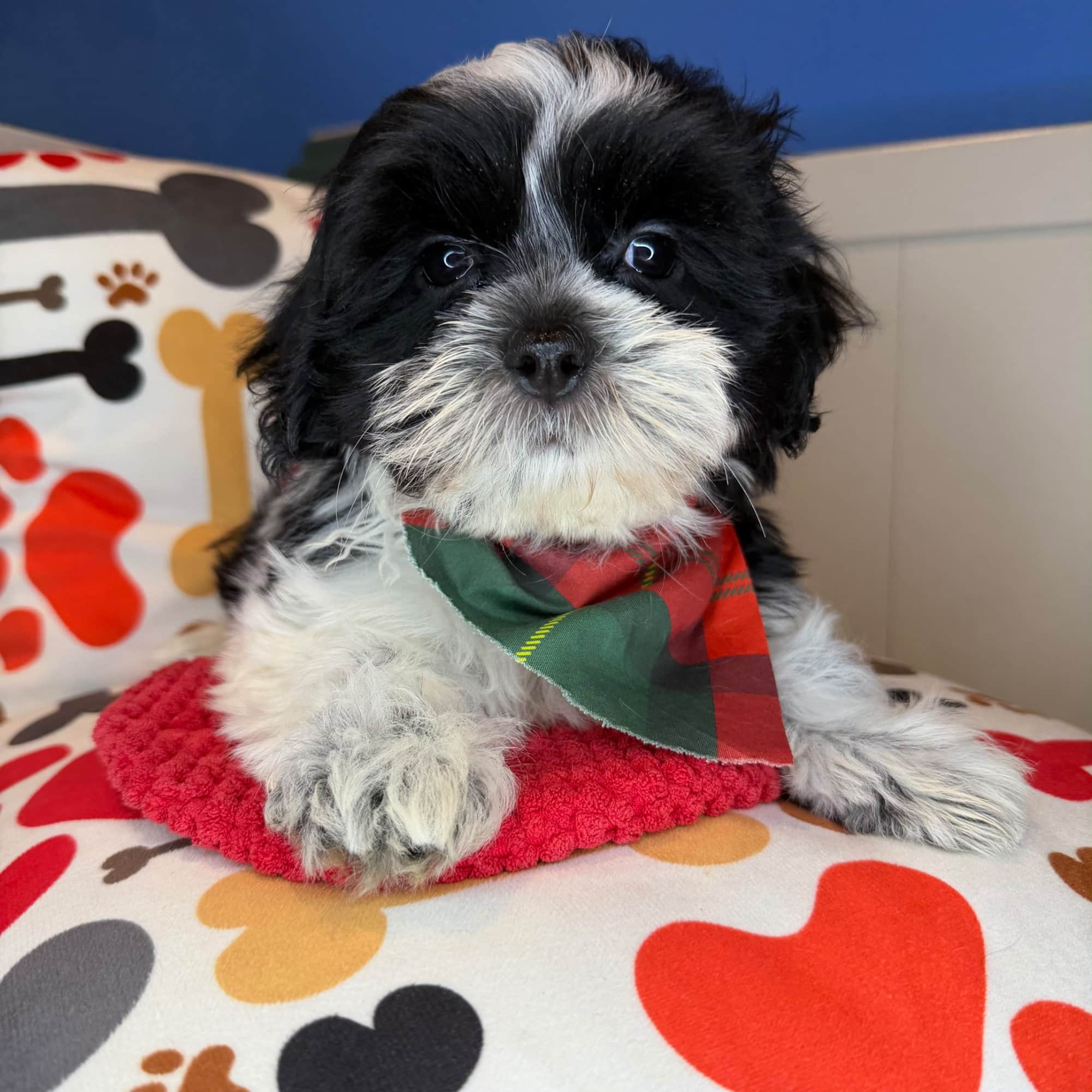 Franklin, Malshi puppy