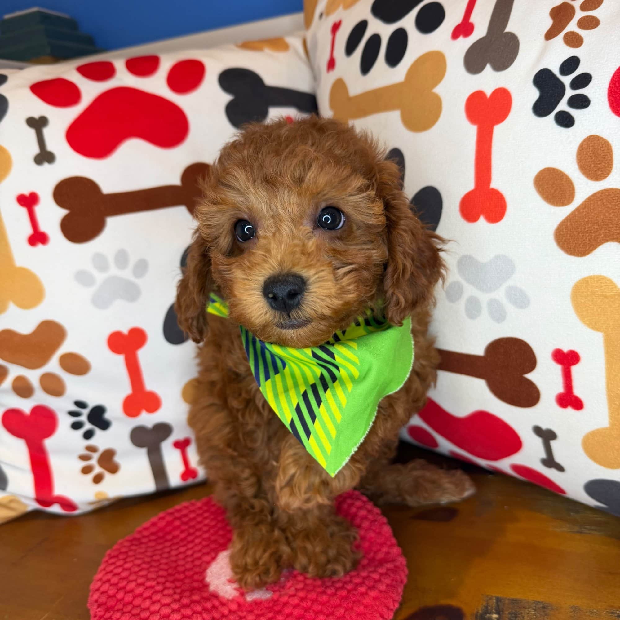 Calvin, Poodle puppy