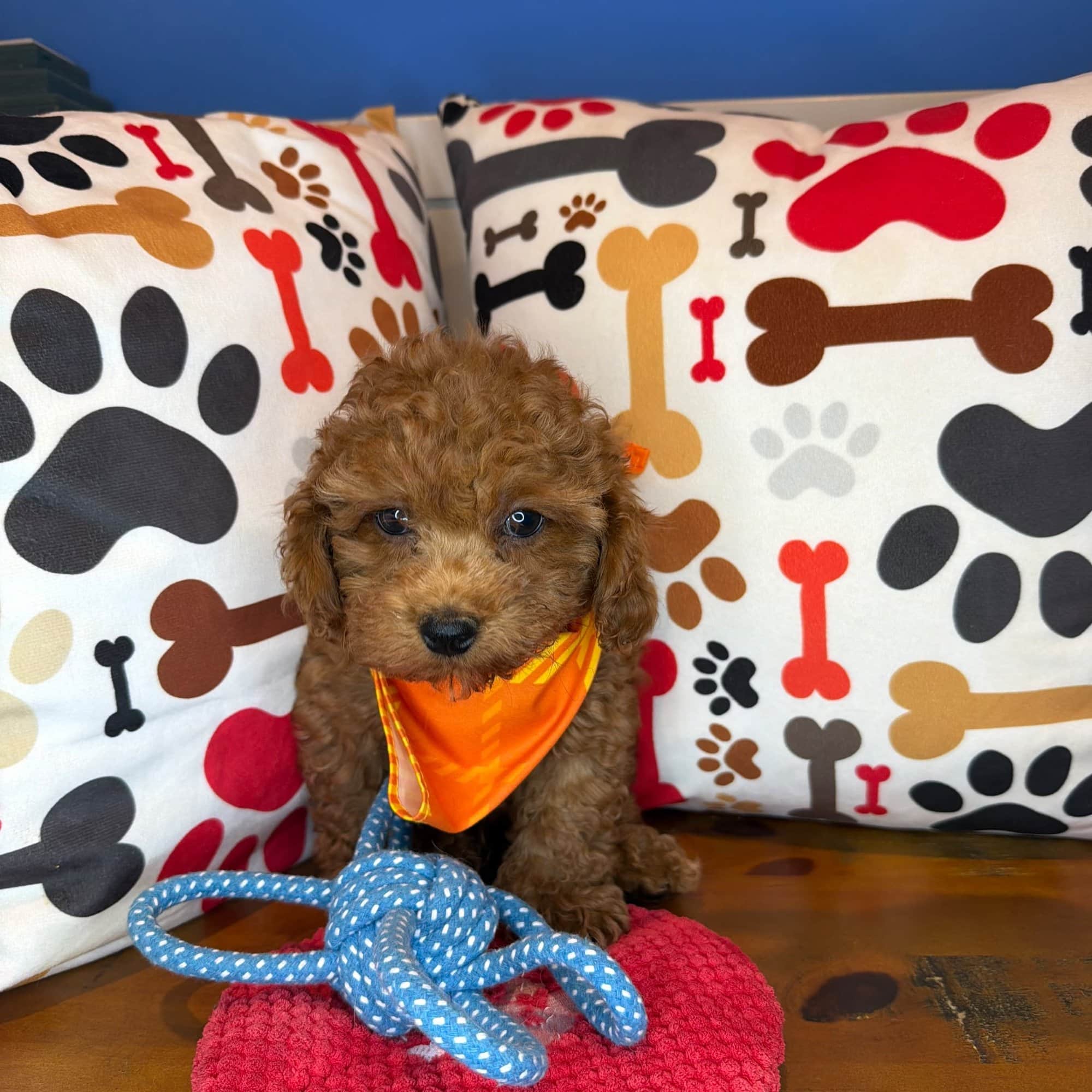 James, Poodle puppy