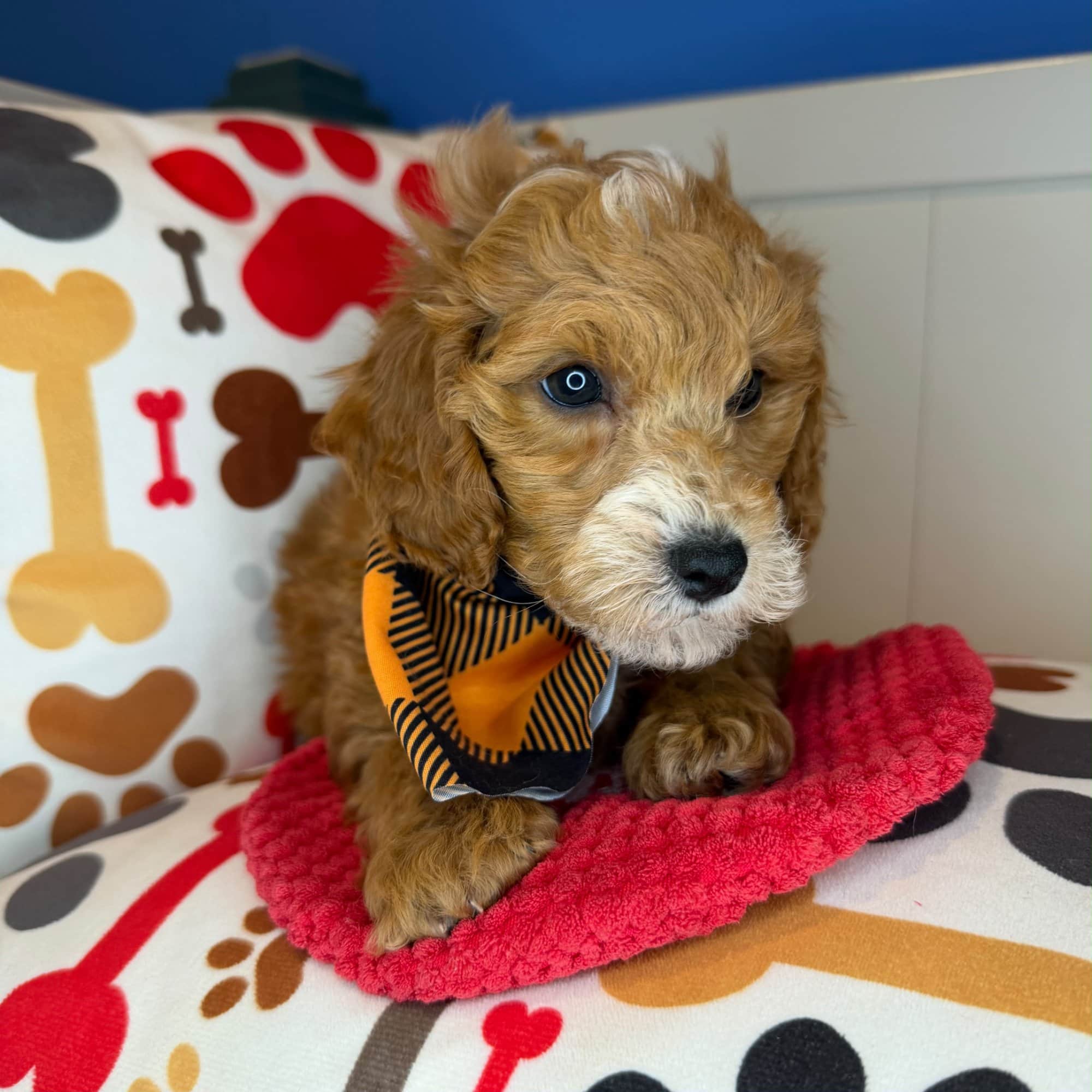 Rupert, Poodle puppy