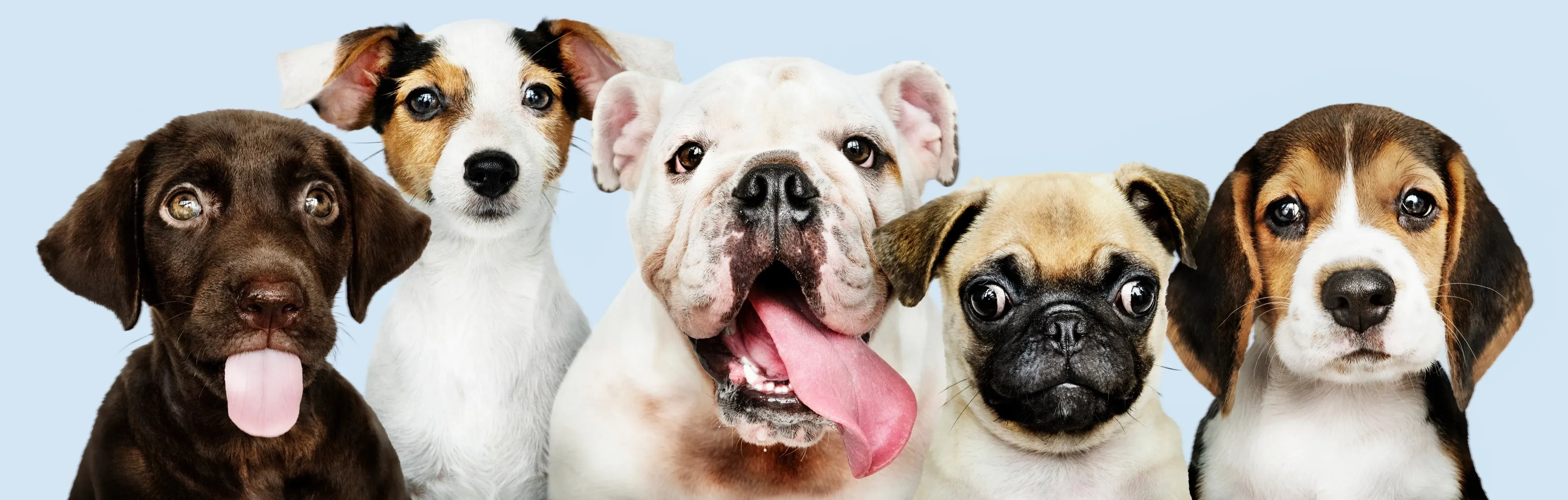 pretty puppies