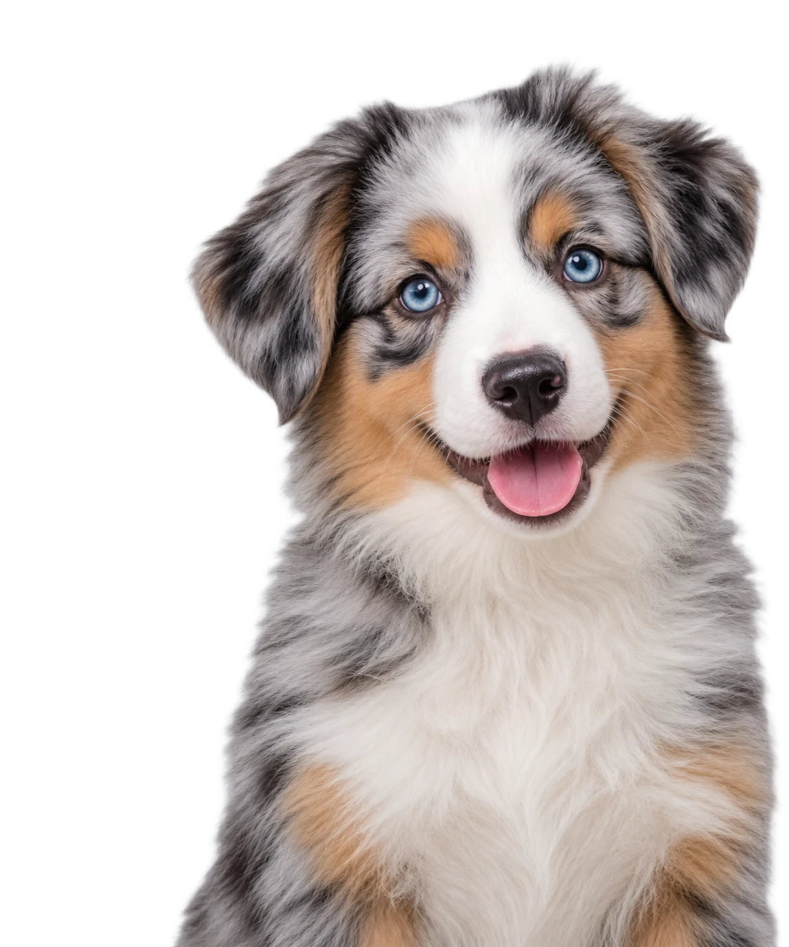A Australian Shepherd puppy