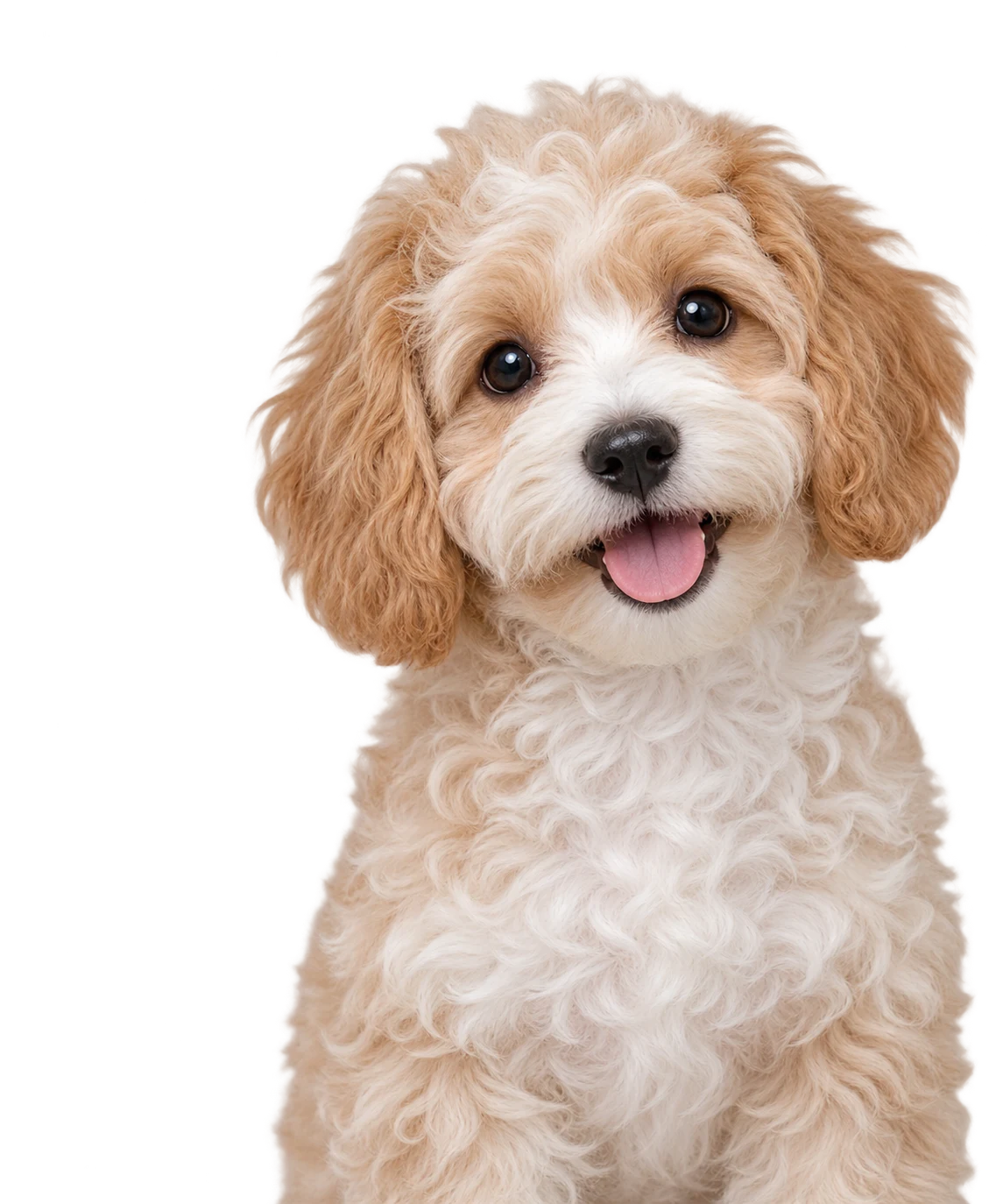 A Bichapoo puppy