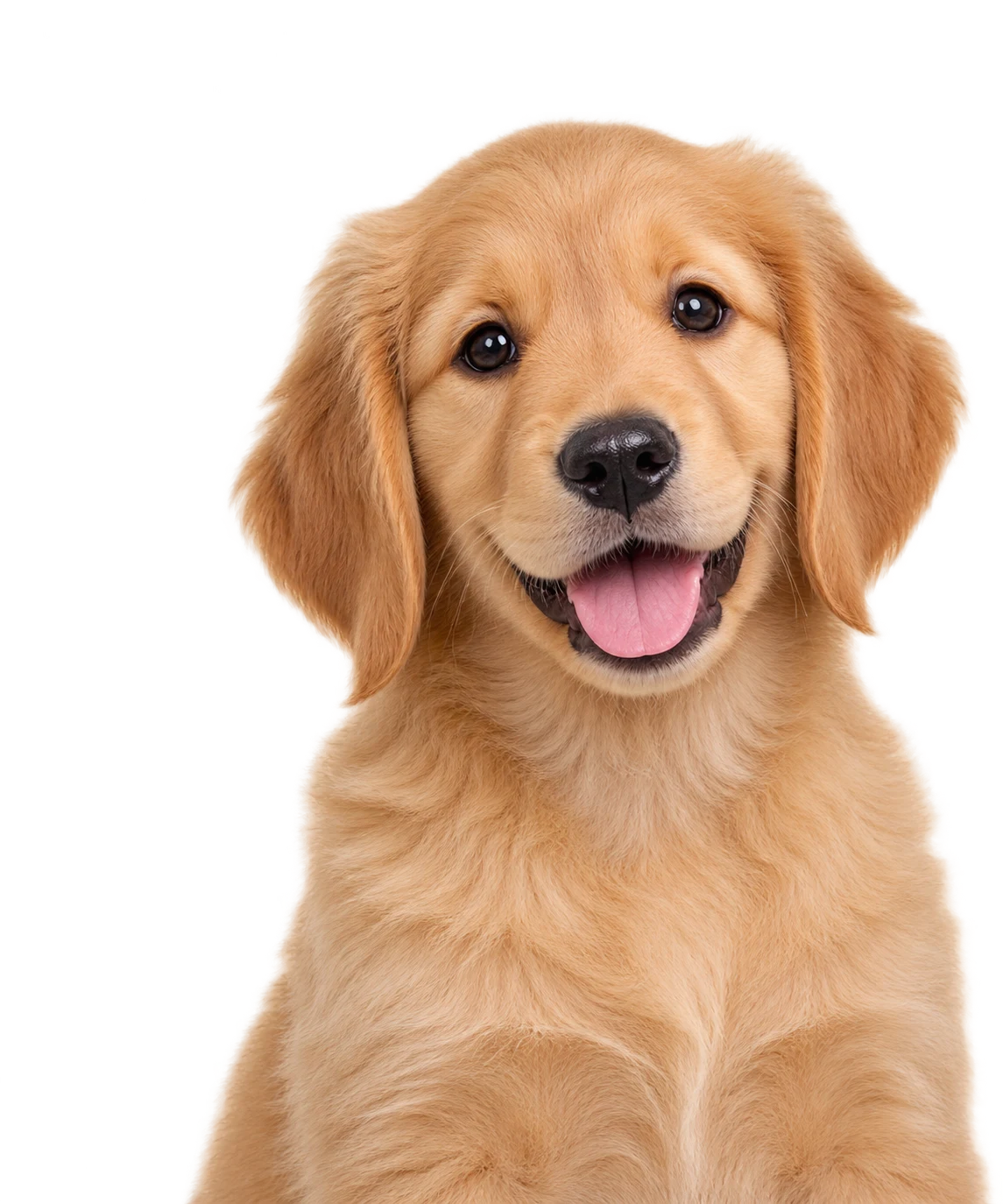 A Golden Retriever puppy