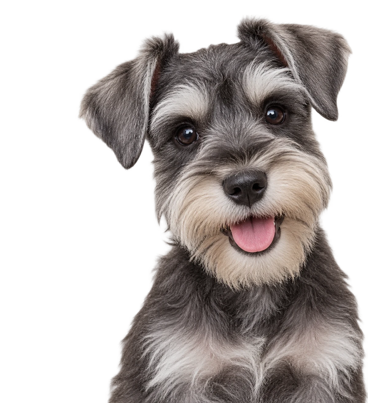 A Schnauzer puppy